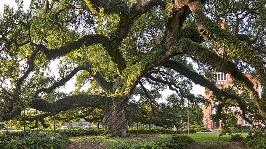 thousand oak at ULL